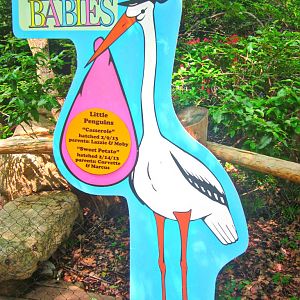 May 2013 - Penguin Walkabout - Zoo Babies - Little Penguin