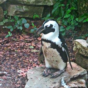 May 2013 - Penguin Walkabout - African Penguin