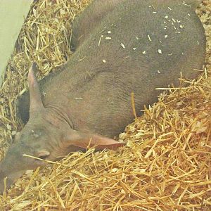 May 2013 - Childrens Zoo - Nursery - Pregnant Aardvark