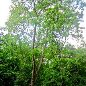 May 2013 - Red Panda Exhibit (1)