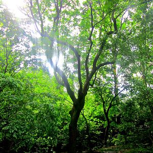 May 2013 - Red Panda Exhibit (2)