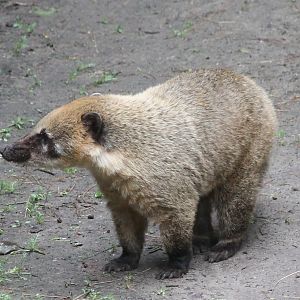 Coati