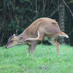 Muntjac