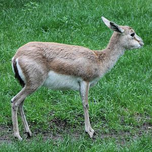 Persian gazelle female