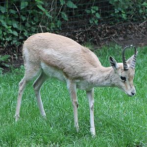 Persian gazelle male
