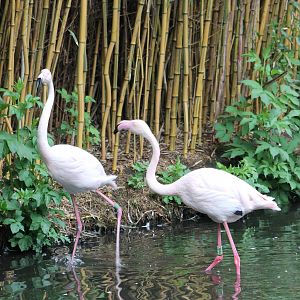 European flamingos