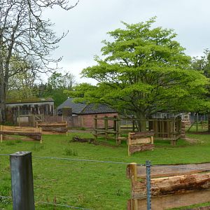 Anoa of the Year Show? May 2013