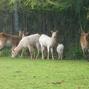 Kafue Flats Lechwe, May 2013