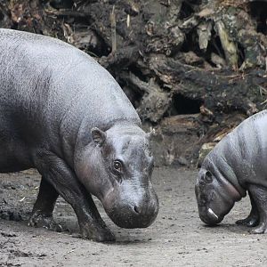 Pygmy hippos - mother and baby