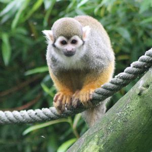Squirrel monkey