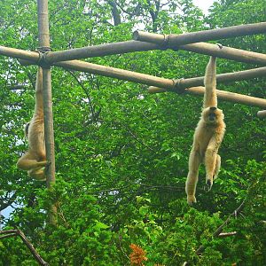 May 2013 - Gibbon Islands - Buff-cheeked Gibbons