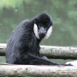 Northern white-cheeked gibbon