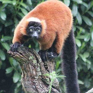 Red ruffted lemur