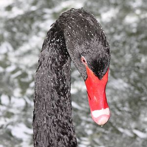 Black swan