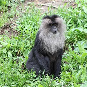 Lion-tailed maquace