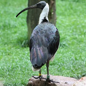 Straw-necked ibis