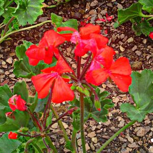 May 2013 - Pelargonium Caliente Orange