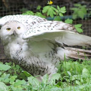 snowy owl