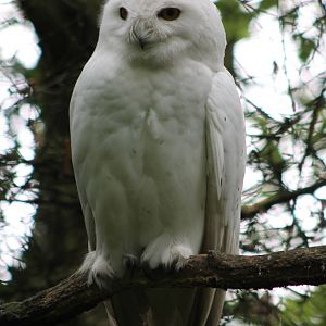 snowy owl
