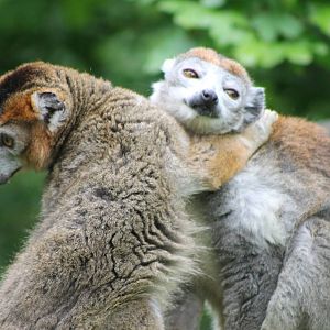 Crowned lemurs