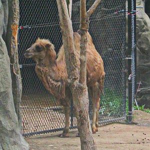 May 2013 - Wildlife Canyon - Bactrian Camel