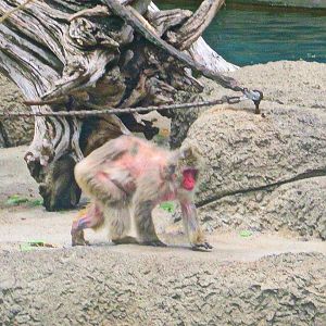 May 2013 - Monkey Island - Japanese Macaque