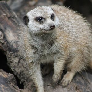 Meerkat