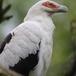 Palm vulture