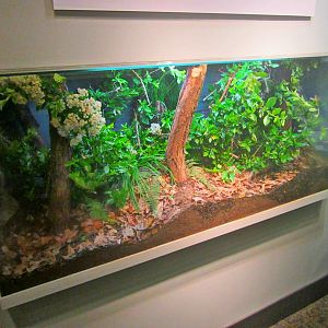 May 2013 - World of the Insect - Giant Jumping Stick Exhibit