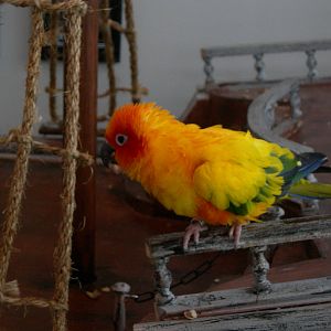 Sun Conure on Pirate Ship