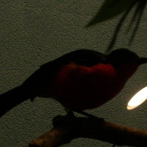 Black-headed Gonolek