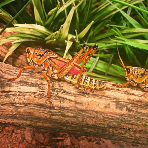 May 2013 - World of the Insect - Eastern Lubber Grasshoppers