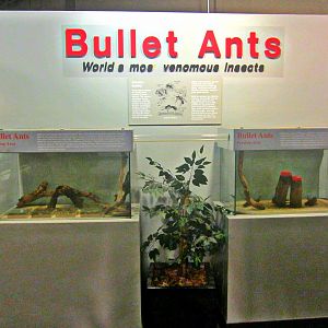 May 2013 - World of the Insect - Bullet Ant Exhibits