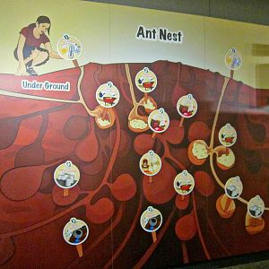 May 2013 - World of the Insect - Ant Nest Illustration