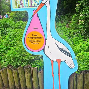 May 2013 - World of the Insect - Zoo Babies - Cave Whip Spiders + African H