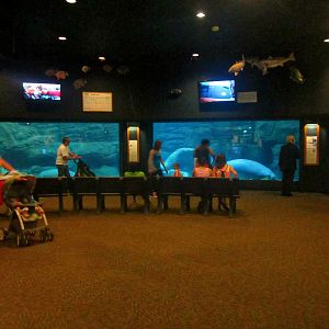 May 2013 - Manatee Springs - Florida Manatee Tank + Viewing