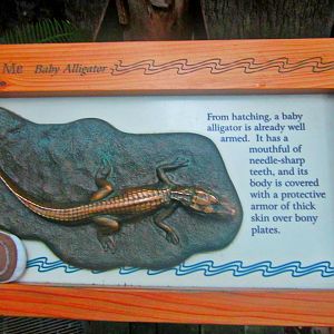 May 2013 - Manatee Springs - Touch a Baby Alligator