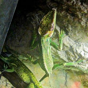 May 2013 - Manatee Springs - Knight Anoles