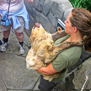 May 2013 - Discovery Forest - Linnaeus's Two-toed Sloth