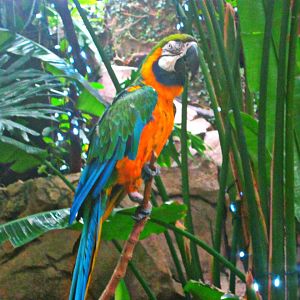 May 2013 - Discovery Forest - Blue-and-gold Macaw