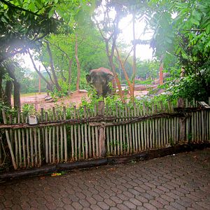 May 2013 - Elephant Reserve - Indian Elephant Exhibit Viewing