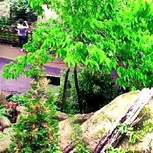 May 2013 - Eagle Eyrie - Steller's Sea Eagle Exhibit Panorama