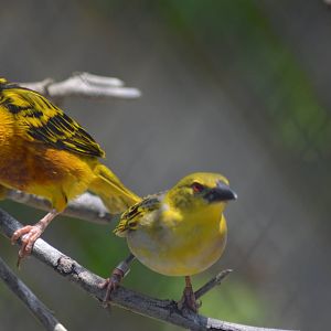 Black-headed Weavers