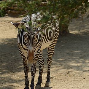 Grevys Zebra