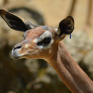 Gerenuk