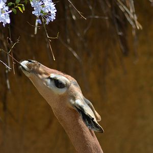 Gerenuk