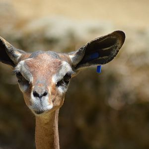 Gerenuk