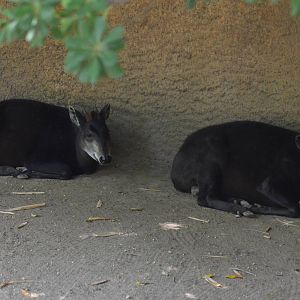 Yellow-backed Duikers