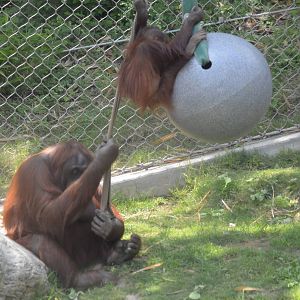 Bornean Orangutans