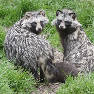 Racoon Dogs (Nyctereutes procyonoides)